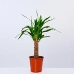 Drvo zivota visine 70 cm – pogled direktno na aranzman.