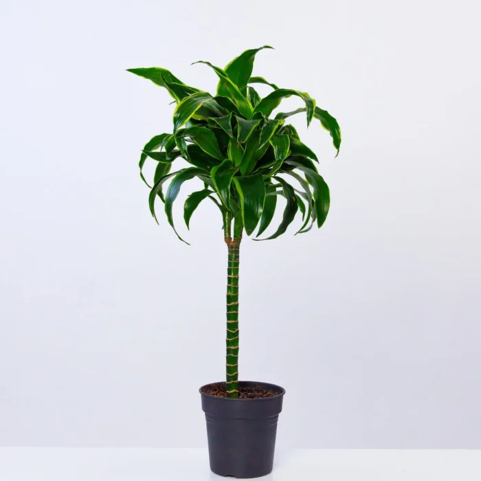 Dracena "Ženski Zmaj" – sobna biljka sa zelenim listovima.