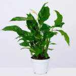 Spatifilum visine 50 cm, 70 cm ili 70 cm sa ukrasnom keramickom saksijom – pogled direktno na biljku.