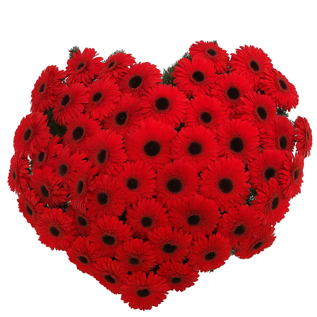 Veliki venac u obliku srca – crveni gerberi Veliki venac u obliku srca od 50 crvenih gerbera – cvećara Zemun, dostava Beograd